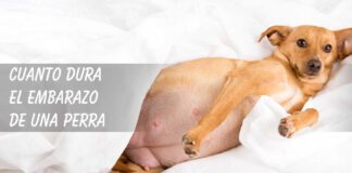 Cuánto dura el embarazo de un perro Cuanto dura el embarazo canino