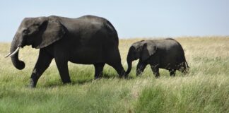 Cuánto dura el embarazo de un elefante Cuánto dura el embarazo de un elefante