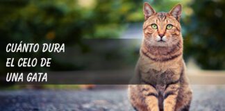 Cuánto dura el celo de una gata – Información y consejos para dueños! Cuanto dura el celo de una gata
