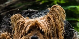 Cuánto dura el celo de un perro Cuanto dura el celo de un perro