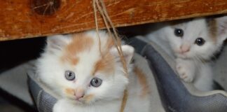 Cuánto dura el embarazo de un gato Cuanto dura el embarazo de un gato imagenes