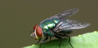 Cuánto dura viva una mosca