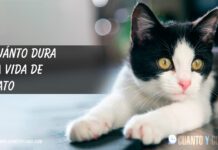 ¿Cuánto dura un gato? – Aquí te contamos TODO Cuanto dura un gato?