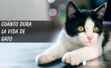¿Cuánto dura un gato? – Aquí te contamos TODO Cuanto dura un gato?