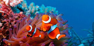 Cuánto dura un pez payaso