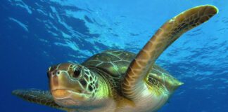 Cuánto duran las tortugas