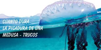 Cuánto dura la picadura de una Medusa cuanto dura picadura medusa