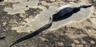 ¿Cuánto dura la digestión de una serpiente?