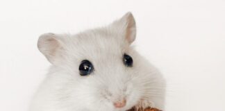 Cuánto dura un hámster: Explorando la esperanza de vida de estos pequeños roedores