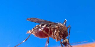 Cuánto duran las picaduras de mosquitos