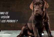 ¿Como ven los perros? Como es la visión de los perros?