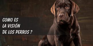 ¿Como ven los perros? Como es la visión de los perros?