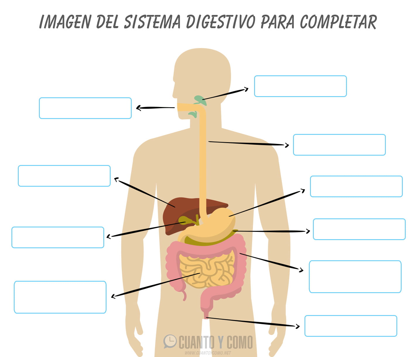 Imagen del sistema digestivo 