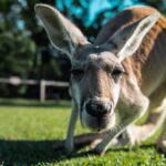 Cuánto vive un canguro?: Descubriendo la longevidad de estos saltarines marsupiales canguro