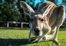 Cuánto vive un canguro?: Descubriendo la longevidad de estos saltarines marsupiales canguro