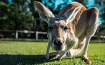 Cuánto vive un canguro?: Descubriendo la longevidad de estos saltarines marsupiales canguro