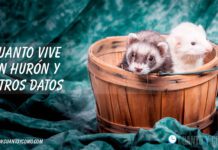 Cuánto Vive un Hurón: Una Mirada Profunda a la Vida de estos Fascinantes Mamíferos Cuanto vive un Hurón