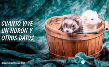 Cuánto Vive un Hurón: Una Mirada Profunda a la Vida de estos Fascinantes Mamíferos Cuanto vive un Hurón